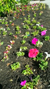 flowers